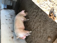 El Feo Landrace maternal No. 119