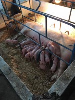 Hembra maternal No. 4 Landrace americana