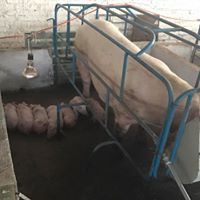 Hembra maternal Landrace americana No. 5