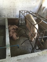 Hembra maternal No. 6 F1